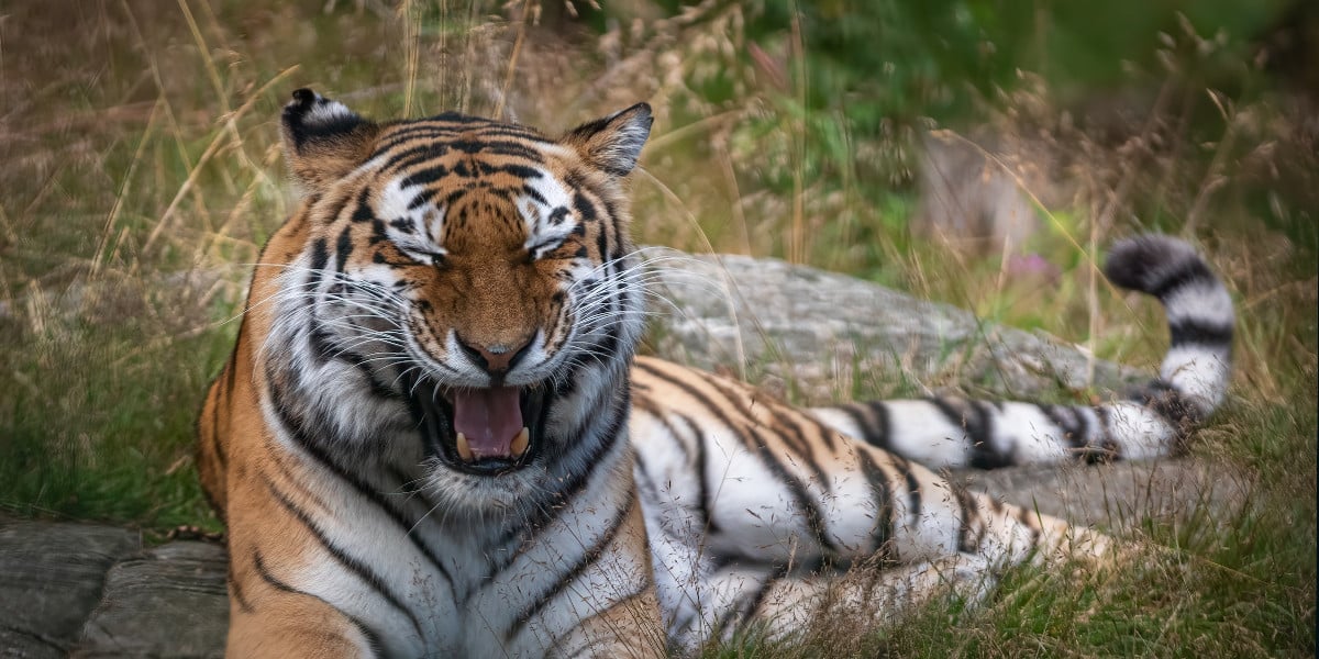 tiger resting