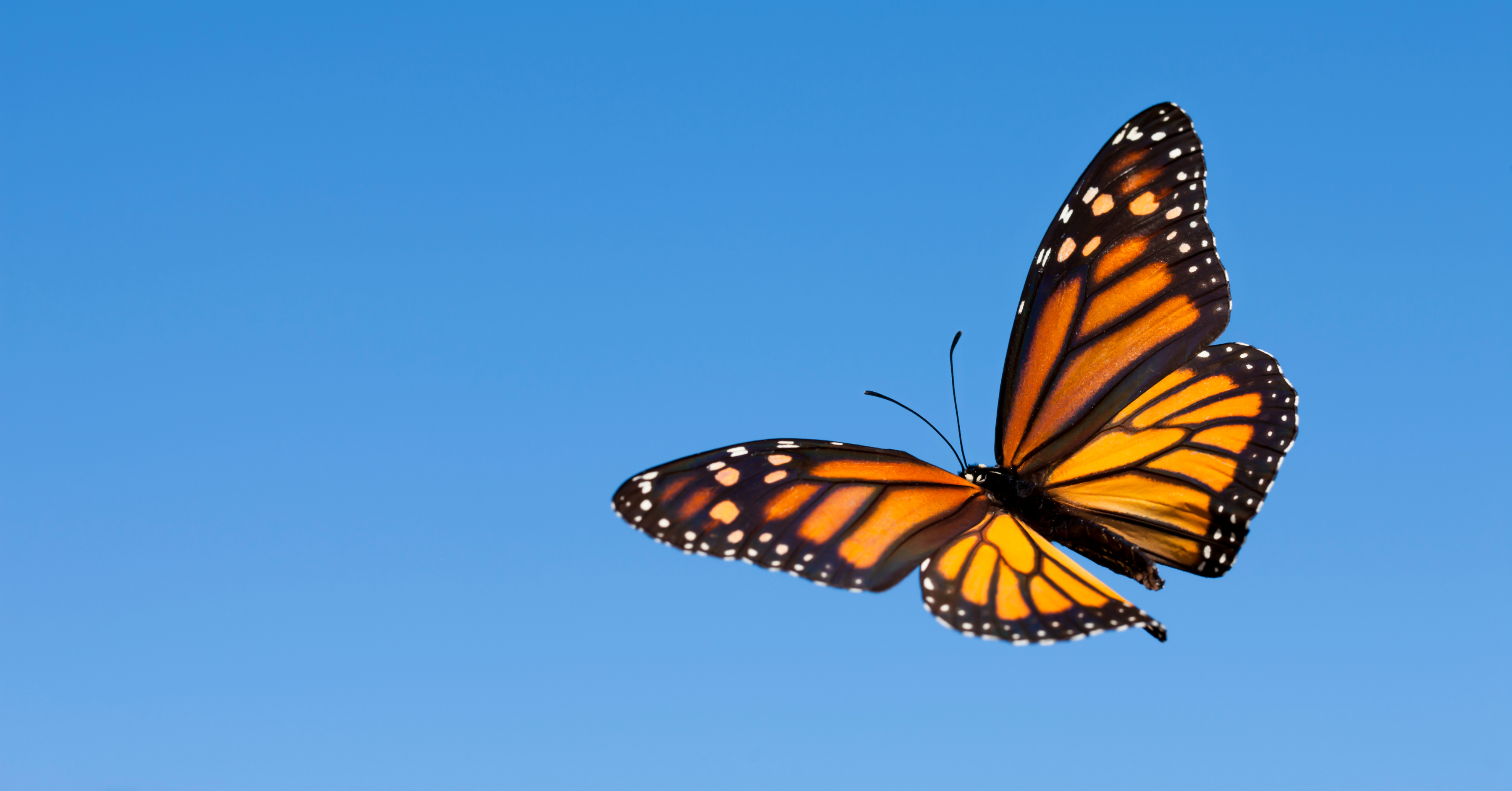 how can cbt put the butterfy effect in relationships? monarch in flight
