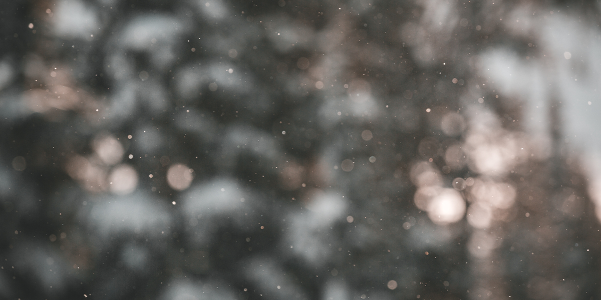snow falling in the forest